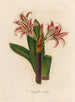 Amaryllis vittata - Gaetano Savi — Ansicht des Kunstwerks