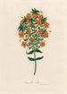 Anagallis collina - Gaetano Savi — Ansicht des Kunstwerks