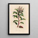 Arbutus andrachne - Gaetano Savi — gerahmtes Bild an der Wand