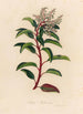 Arbutus andrachne - Gaetano Savi — Ansicht des Kunstwerks