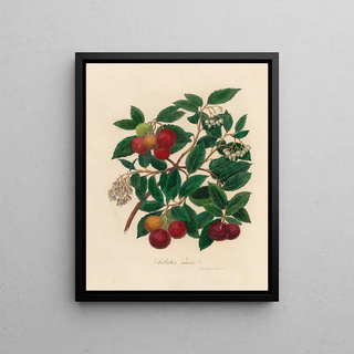 Gaetano Savi - Arbutus unedo.webp