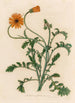 Aretotis aspera flore aureo - Gaetano Savi — Ansicht des Kunstwerks