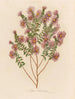 Aster sericeus - Gaetano Savi — Ansicht des Kunstwerks