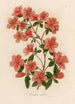 Azalea indica - Gaetano Savi — Ansicht des Kunstwerks