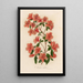 Azalea indica - Gaetano Savi — gerahmtes Bild an der Wand