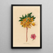 Azalea pontica - Gaetano Savi — gerahmtes Bild an der Wand