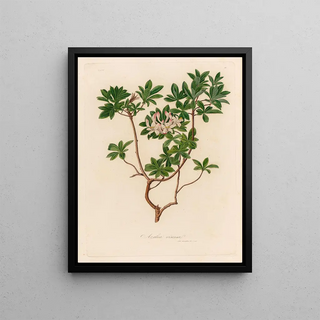 Gaetano Savi - Azalea viscosa.webp