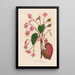 Begonia discolor - Gaetano Savi — gerahmtes Bild an der Wand