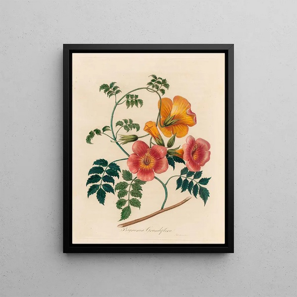 Gaetano Savi - Bignonia Grandiflora.webp