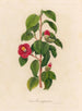 Camellia japonica - Gaetano Savi — Ansicht des Kunstwerks