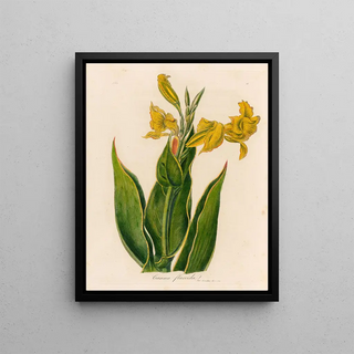 Gaetano Savi - Canna flaccida.webp