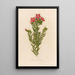 Chironia decussata - Gaetano Savi — gerahmtes Bild an der Wand