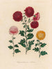 Chrysanthème indica - Gaetano Savi — Ansicht des Kunstwerks