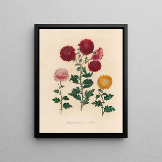 Gaetano Savi - Chrysanthemum indicum.webp