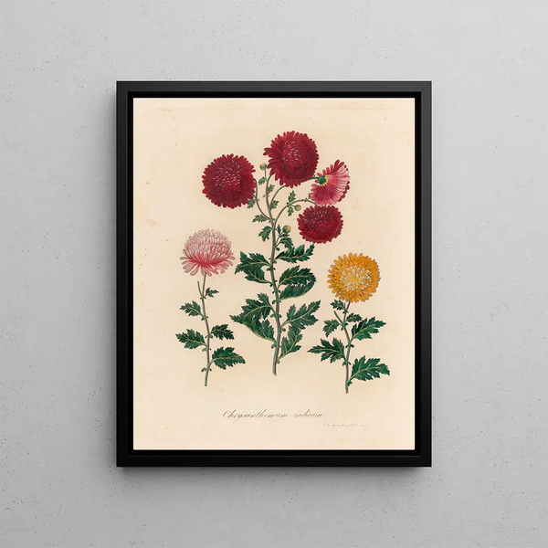 Gaetano Savi - Chrysanthemum indicum.webp