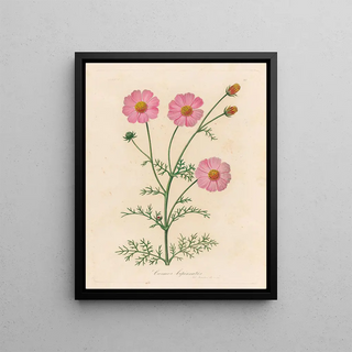 Gaetano Savi - Cosmos bipinnatus.webp
