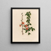 Coing du Japon - Gaetano Savi — gerahmtes Bild an der Wand