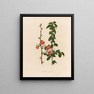 Gaetano Savi - Cydonia japonica.webp
