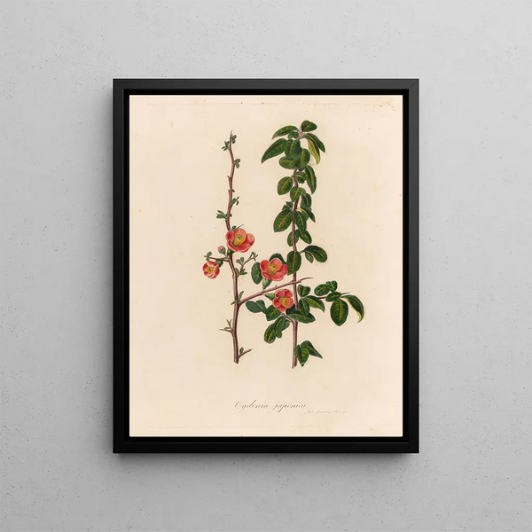 Gaetano Savi - Cydonia japonica.webp
