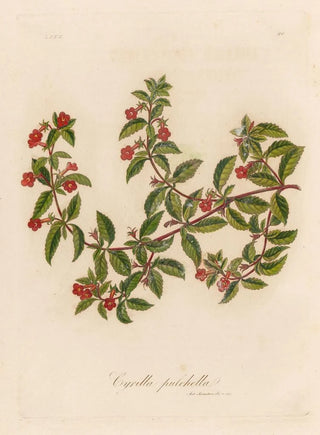 Gaetano Savi - Cyrilla pulchella.webp