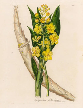 Gaetano Savi - Cyrtopodium glutiniferum.webp