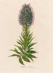 Echium candicans - Gaetano Savi — Ansicht des Kunstwerks