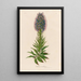 Echium candicans - Gaetano Savi — gerahmtes Bild an der Wand