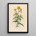 Elichrysum bracteatum - Gaetano Savi — gerahmtes Bild an der Wand