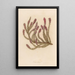 Erica carnea - Gaetano Savi — gerahmtes Bild an der Wand