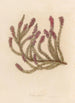 Erica carnea - Gaetano Savi — Ansicht des Kunstwerks