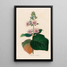 Gloxinia maculata - Gaetano Savi — gerahmtes Bild an der Wand