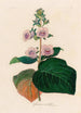 Gloxinia maculata - Gaetano Savi — Ansicht des Kunstwerks