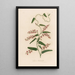 Glycine bimaculata - Gaetano Savi — gerahmtes Bild an der Wand