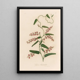 Gaetano Savi - Glycine bimaculata.webp