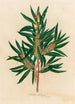 Hakea saligna - Gaetano Savi — Ansicht des Kunstwerks