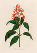 Hamelia patens - Gaetano Savi — Ansicht des Kunstwerks