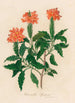 Harrachia speciosa - Gaetano Savi — Ansicht des Kunstwerks
