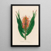Hedychium aurantiacum - Gaetano Savi — gerahmtes Bild an der Wand