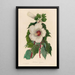 Hibiscus aquaticus - Gaetano Savi — gerahmtes Bild an der Wand