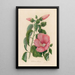Hibiscus roseus - Gaetano Savi — gerahmtes Bild an der Wand