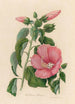 Hibiscus roseus - Gaetano Savi — Ansicht des Kunstwerks