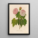 Hibiscus mutabilis - Gaetano Savi — gerahmtes Bild an der Wand
