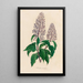 Hosta coerulea - Gaetano Savi — gerahmtes Bild an der Wand