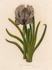 Iris susiana - Gaetano Savi — Ansicht des Kunstwerks