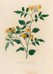 Jasminum heterophyllum - Gaetano Savi — Ansicht des Kunstwerks