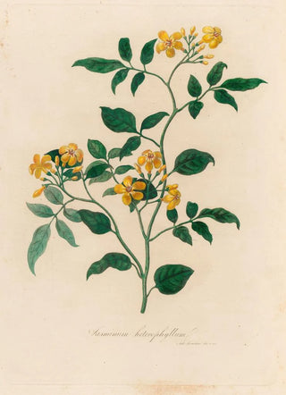 Gaetano Savi - Jasminum heterophyllum.webp