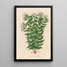 Jasminum undulatum - Gaetano Savi — gerahmtes Bild an der Wand