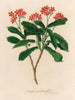Jatropha panduræfolia - Gaetano Savi — Ansicht des Kunstwerks