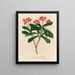 Jatropha panduræfolia - Gaetano Savi — gerahmtes Bild an der Wand