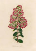 Lagenstroemia indica - Gaetano Savi — Ansicht des Kunstwerks